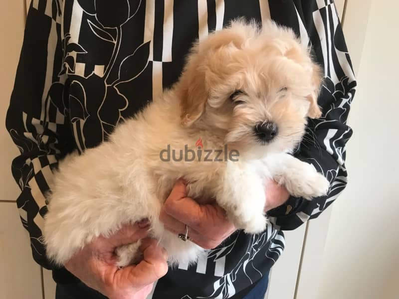 Whatsapp me +96555207281 Poodle puppies for sale 1