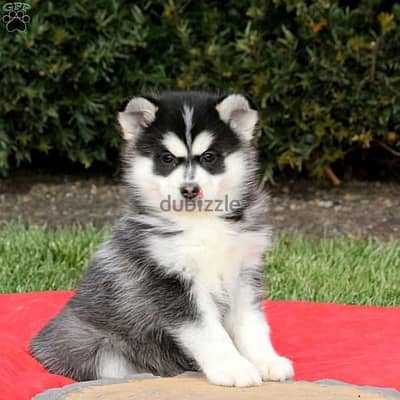 Whatsapp me +96555207281 Pomsky  puppies for sale