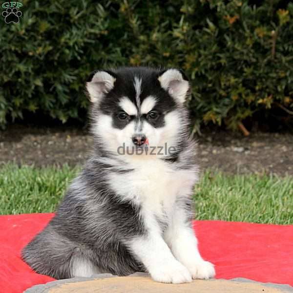 Whatsapp me +96555207281 Pomsky  puppies for sale 0