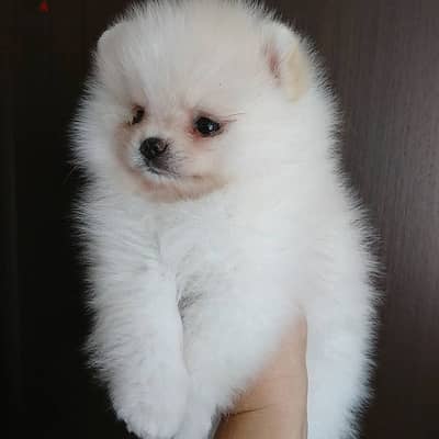 Whatsapp me +96555207281 Pomeranian puppies for sale