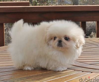 Whatsapp me +96555207281 Pekingese  puppies for sale