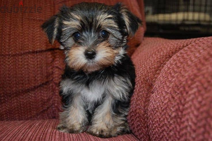 Whatsapp me +96555207281 Morkie puppies for sale 1