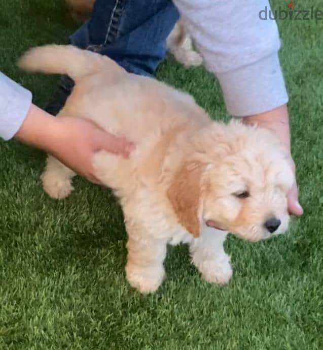 Whatsapp me +96555207281 Labradoodle puppies for sale 1