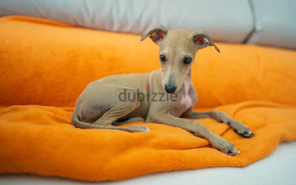 Whatsapp me +96555207281 Italian Greyhound puppies for sale 0