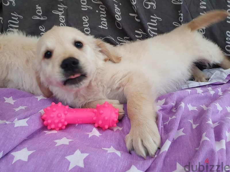 Whatsapp me +96555207281 Golden Retriever puppies for sale 1