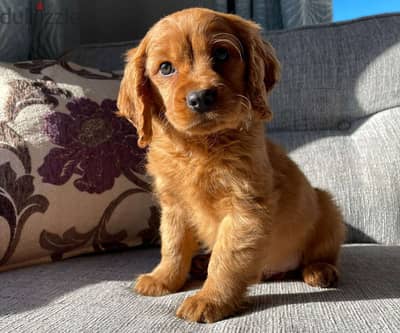 Whatsapp me +96555207281 Golden Cavalier  puppies for sale