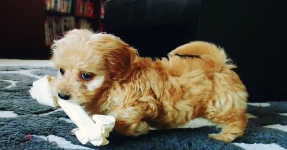 Whatsapp me +96555207281 Doxiepoo  puppies for sale