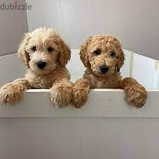 Whatsapp me +96555207281 Double Doodle puppies for sale 1