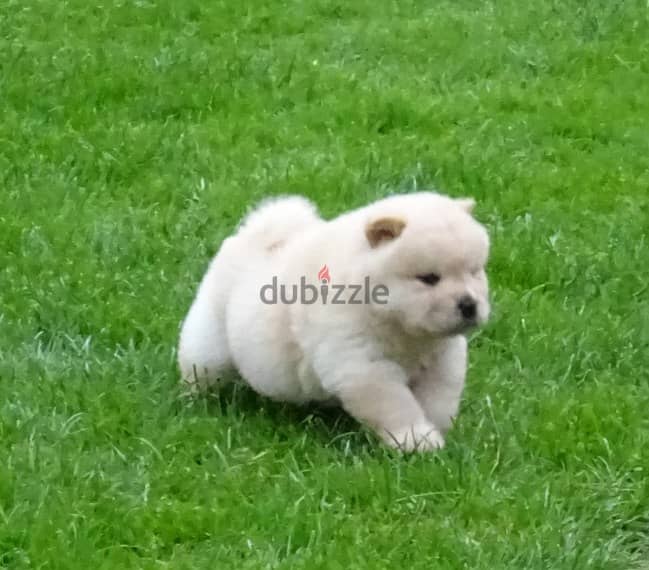 Whatsapp me +96555207281 Chow Chow puppies for sale 1