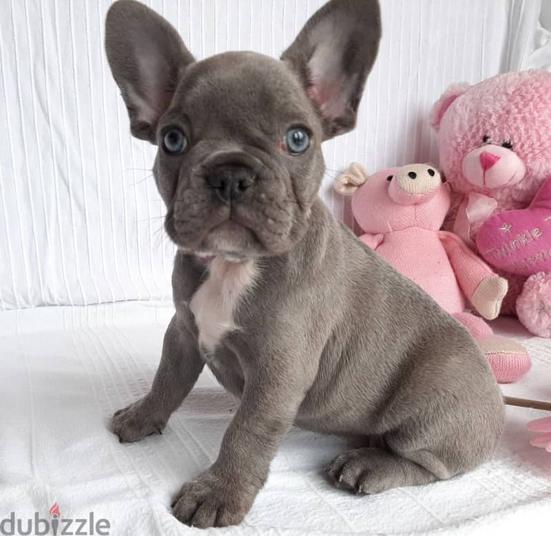 Whatsapp me +96555207281 French Bulldog  puppies for sale 1