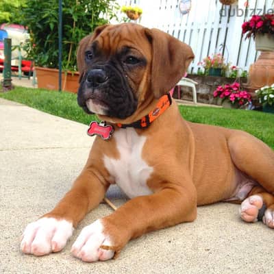 Whatsapp me +96555207281 Boxer puppies for sale