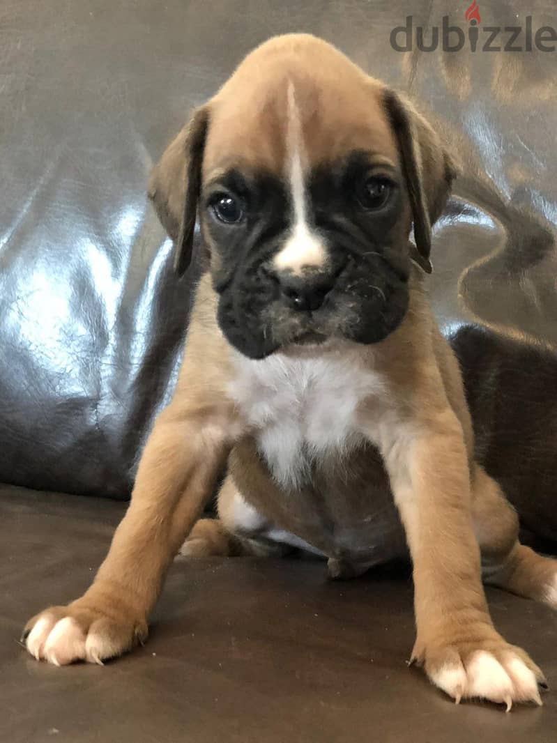 Whatsapp me +96555207281 Boxer puppies for sale 1