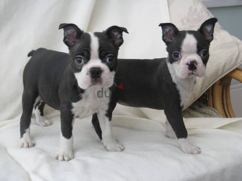 Whatsapp me +96555207281 Boston Terrier  puppies for sale 0