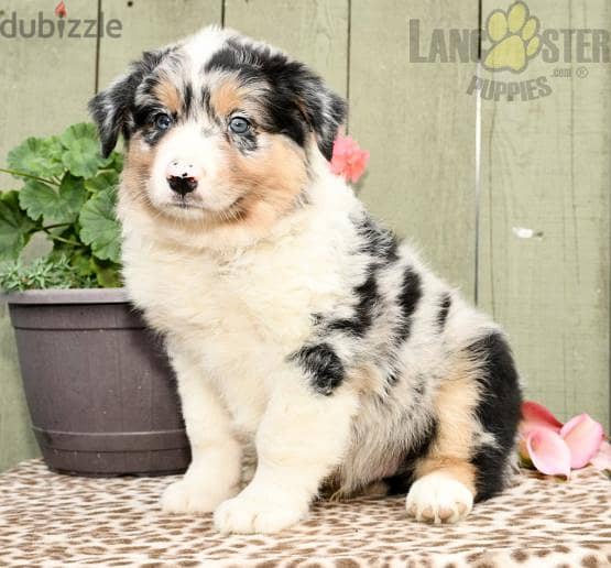 Whatsapp me +96555207281 Australian Shepherd puppies for sale 1