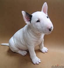 Whatsapp me +96555207281 Bull Terrier puppies for sale 0