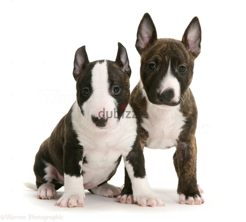 Whatsapp me +96555207281 Bull Terrier puppies for sale 1