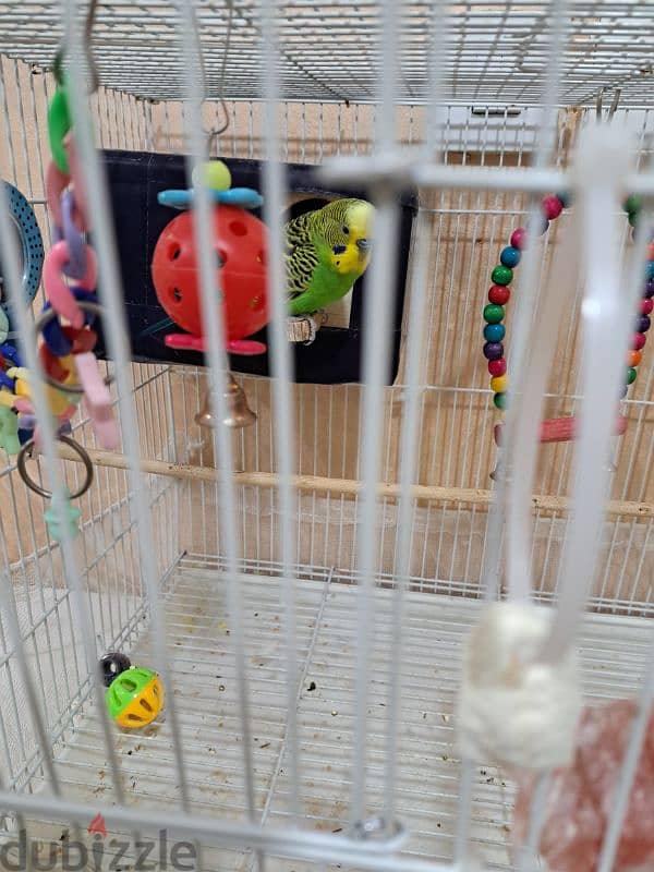 i have 2 Badge bird male n femel n egg @ 25 KD. 60713907 1