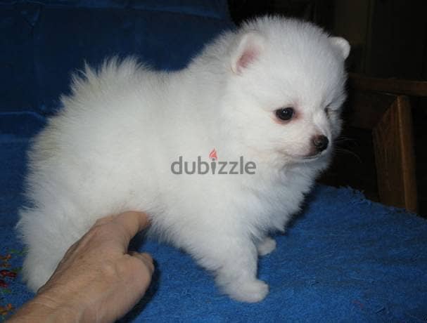 Whatsapp me +96555207281 Pomeranian puppies for sale 0