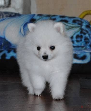 Whatsapp me +96555207281 Pomeranian puppies for sale 1