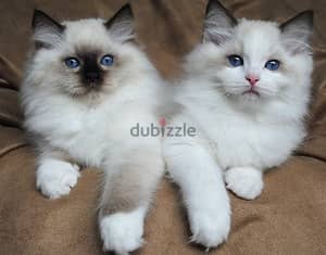 Whatsapp me +96555207281 Ragdoll kittens for sale 1