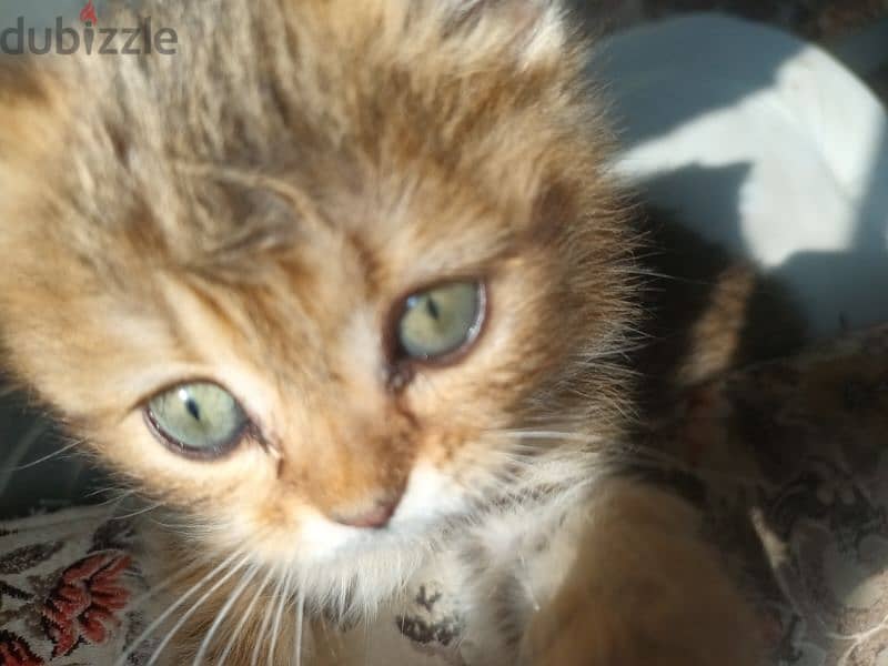 for sale british gold kitten      للبيع كيتن بريتيش جولد 0