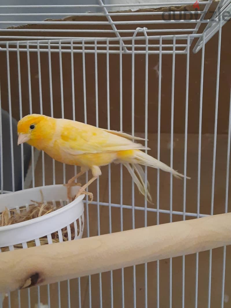 Canaries pair for sale with 4 eggs too 1