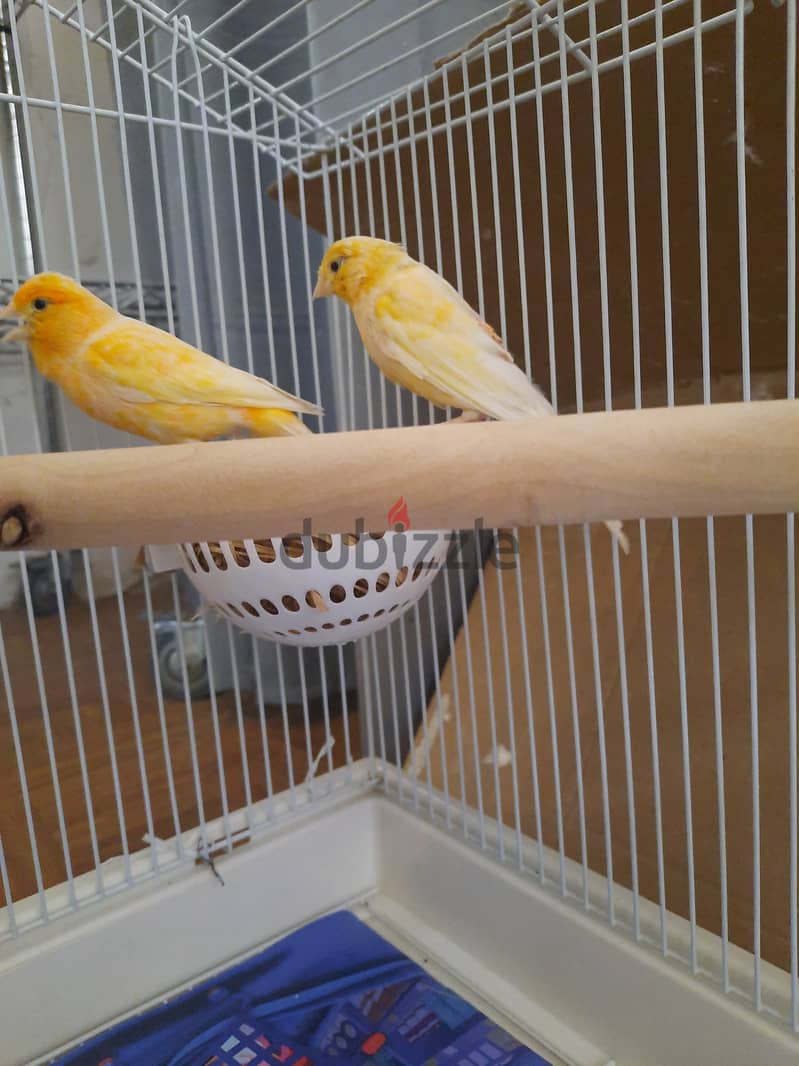 Canaries pair for sale with 4 eggs too 2