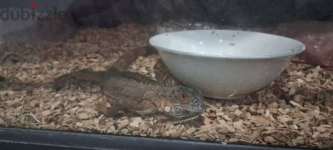 for adoption 2 iguanas