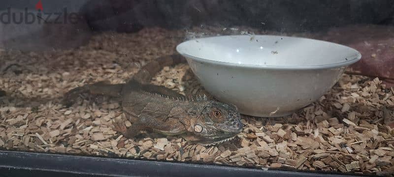 for adoption 2 iguanas 0