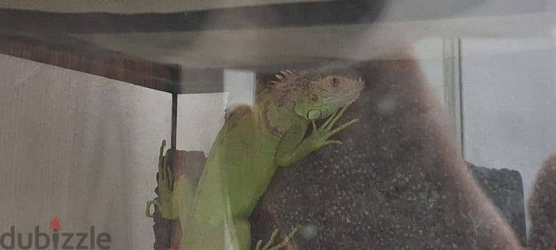 for adoption 2 iguanas 1