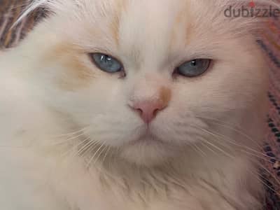 White Persian cat 1-year-old playful