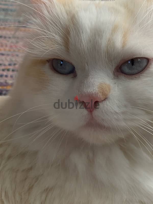 White Persian cat 1-year-old playful 2