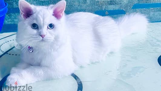 White Persian Cat is for adoption