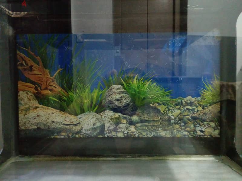 Big Aquarium For Sale 1