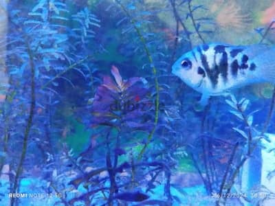 polar parrot fish for sale