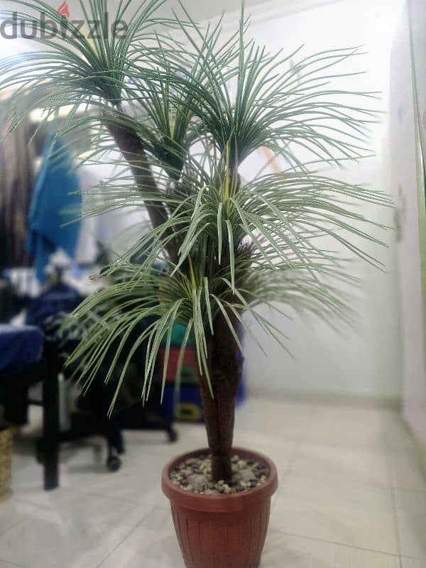 Plant for Sale, just like new and looks very beautiful 1