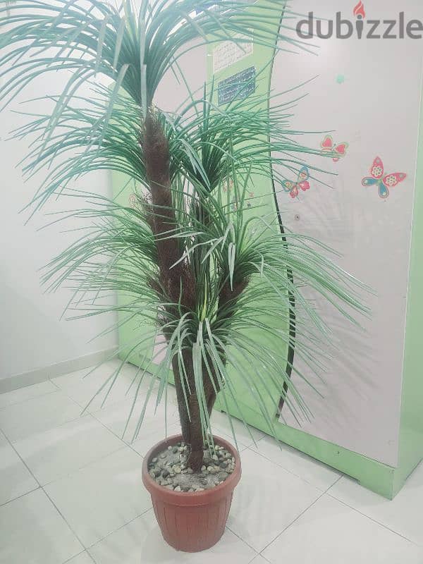 Plant for Sale, just like new and looks very beautiful 2