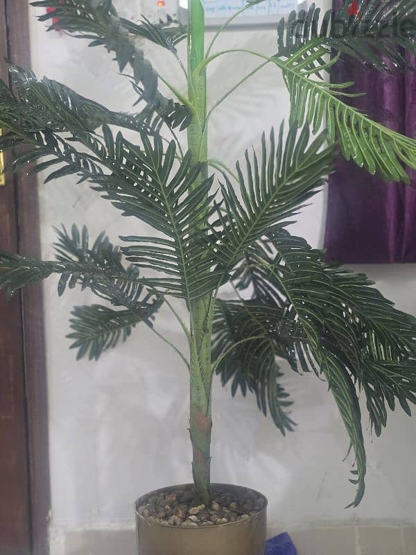 Plant for Sale, just like new and looks very beautiful 1