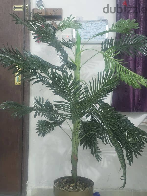 Plant for Sale, just like new and looks very beautiful 2