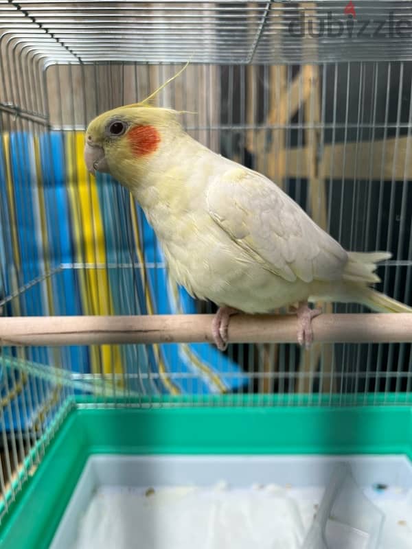 cocktail bird for sale 0