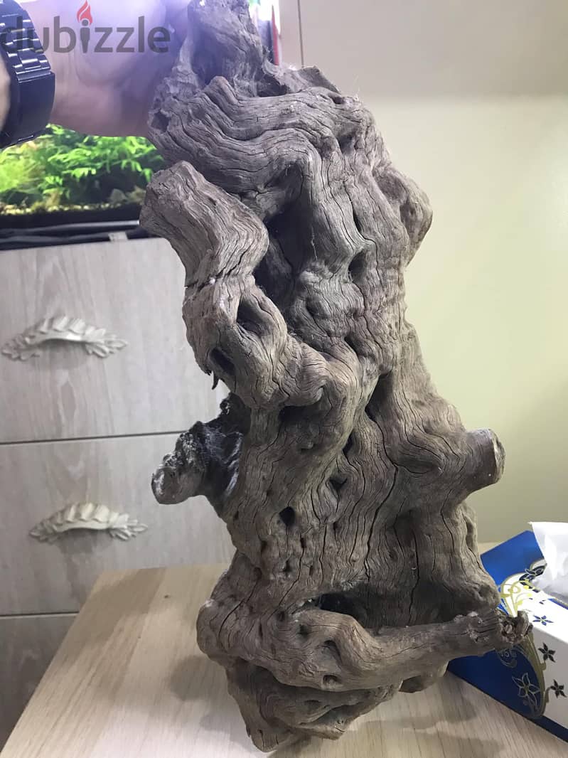 49CMx19cm BIG DRIFTWOOD 4