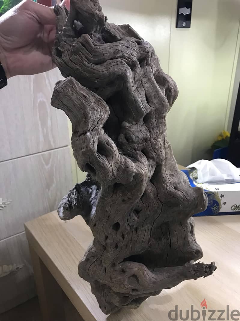 49CMx19cm BIG DRIFTWOOD 5