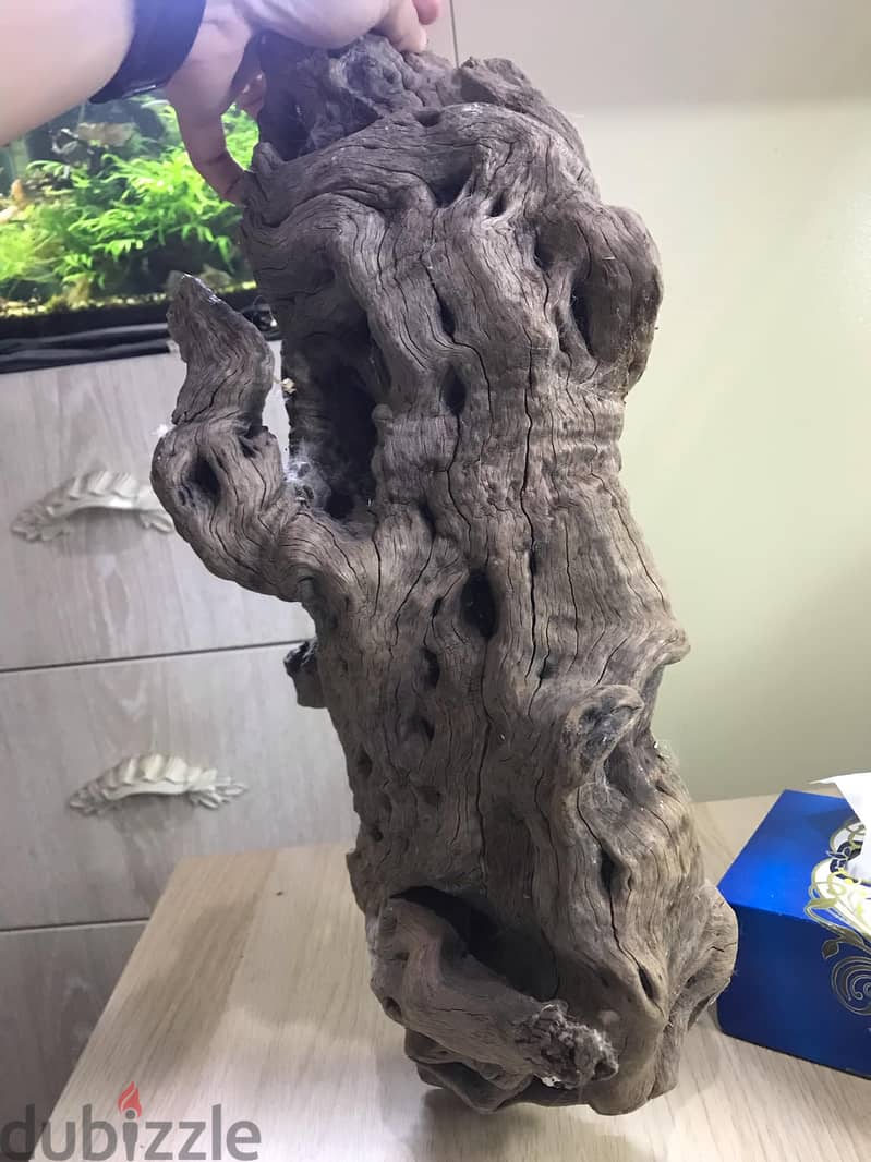 49CMx19cm BIG DRIFTWOOD 6