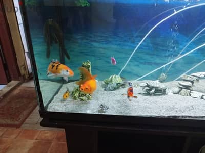 aquraium with fishs  and external filter 40 kwd  mangaf