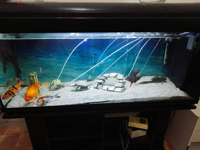 aquraium with fishs  and external filter 40 kwd  mangaf 2