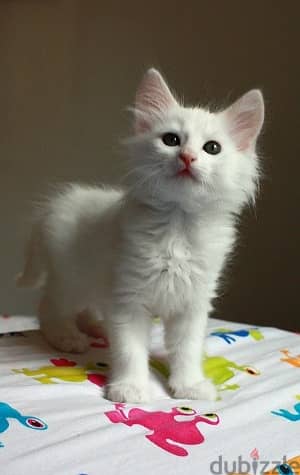 wahstapp me +96555207281 Turkish Angora kittens for sale