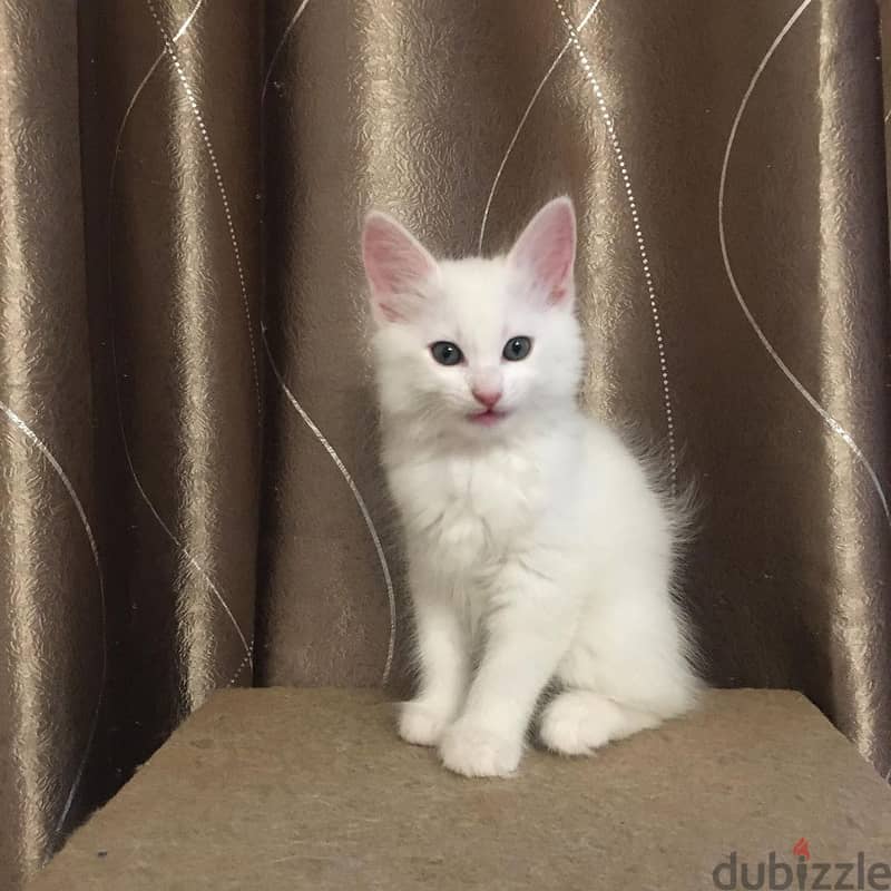 wahstapp me +96555207281 Turkish Angora kittens for sale 1