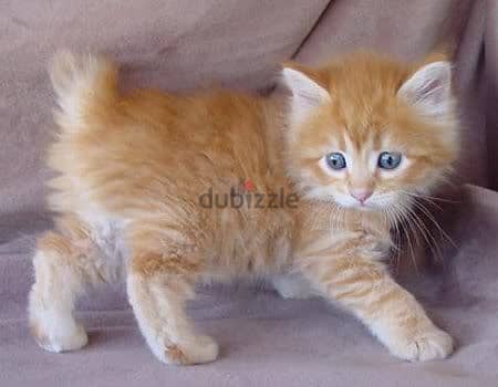 Whatsapp me +96555207281  American Bobtail kittens for sale 2