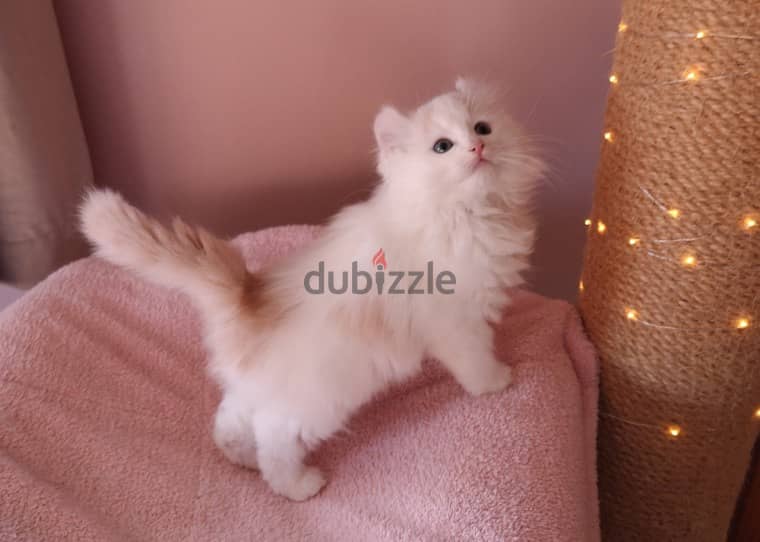 Whatsapp me +96555207281  American curl kittens for sale 0