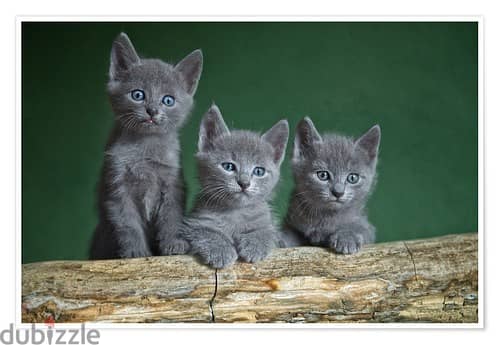 Whatsapp me +96555207281 Russian Blue kittens for sale 1